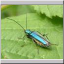 Oedemera nobilis - Scheinbockkaefer w03.jpg